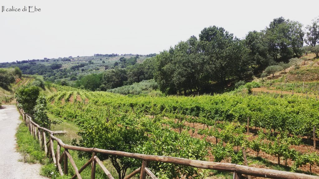 Vigneti Cantine Benvenuto