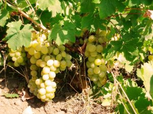 Zibibbo di Pizzo uva 