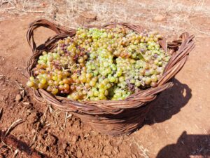 Moscatello di Saracena