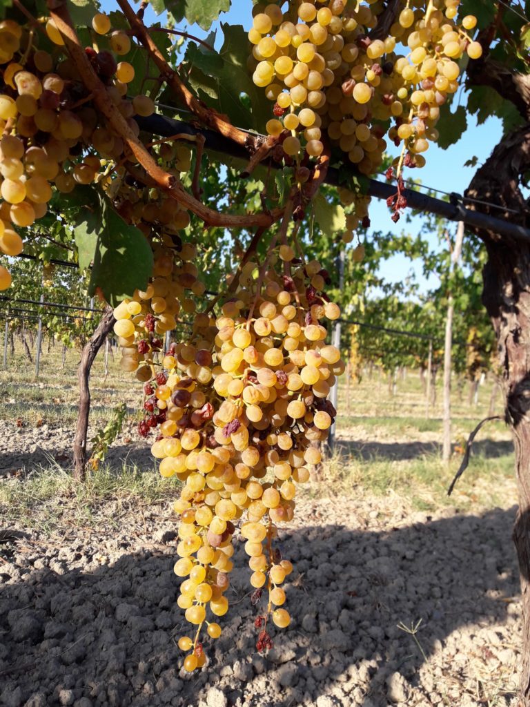 Grappoli di greco di Bianco