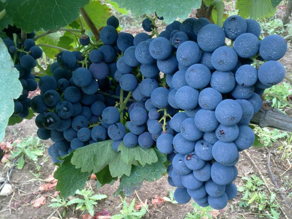 Grappolo di uva aglianico 