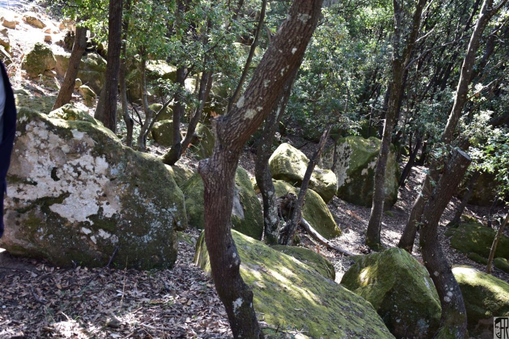 Bosco di Rudina a Ferruzzano (Rc)