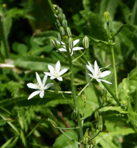 Ornithogalum Narbonense