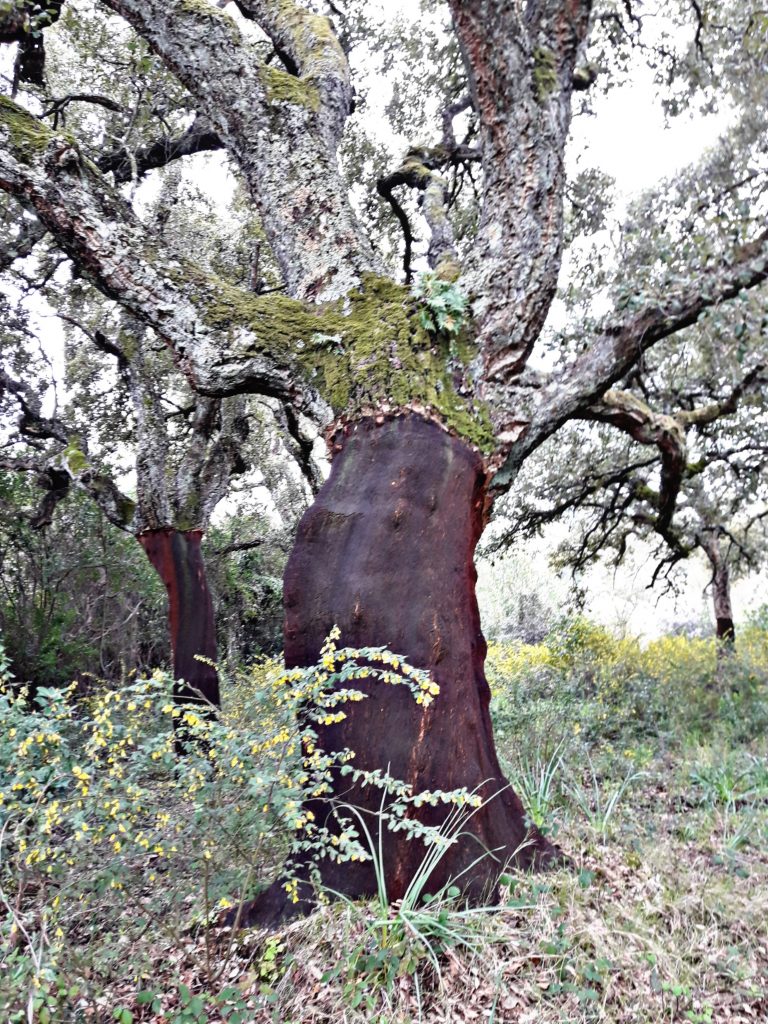 Quercia da sughero 