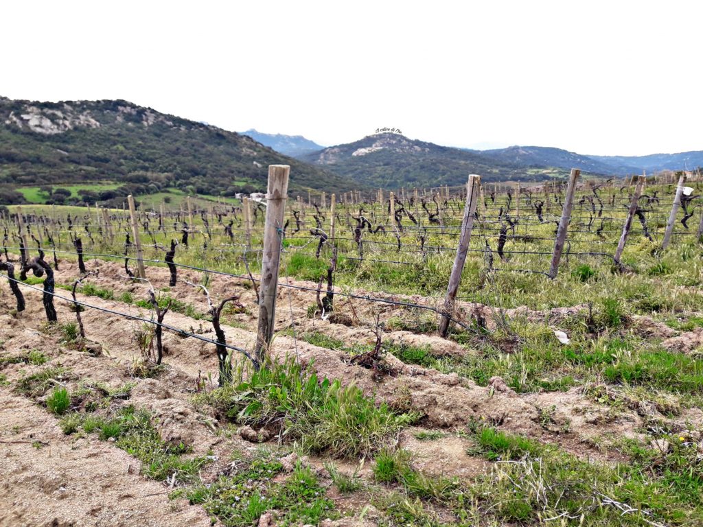 Vigneti Cantina Tondini Calangianus