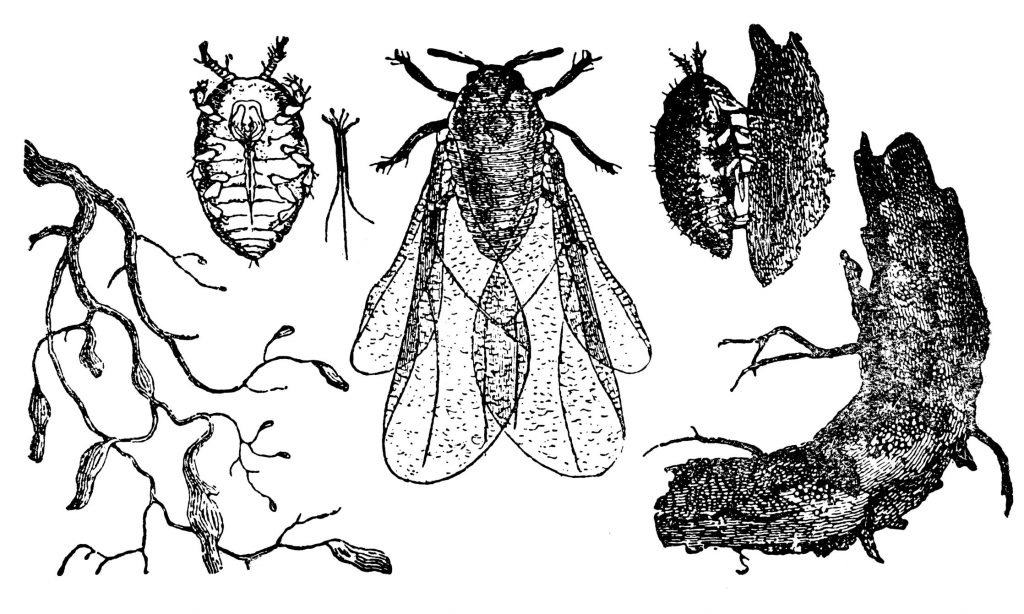 Fillossera della vite