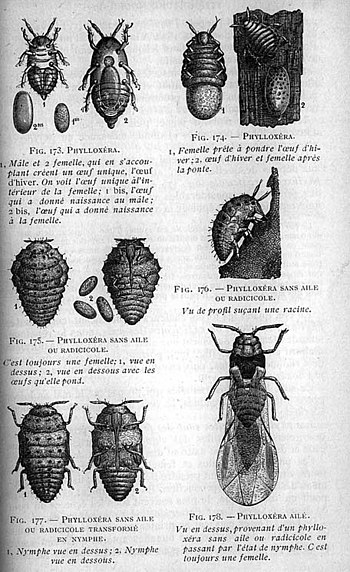 Phylloxera 