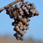 Botrytis cinerea muffa grigia muffa nobile uva