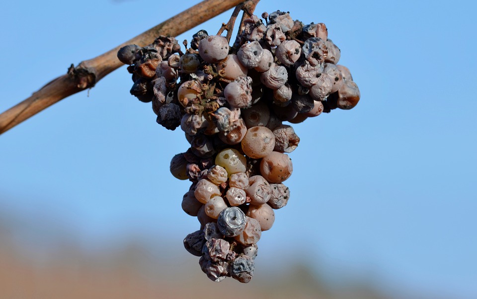 Botrytis cinerea muffa grigia muffa nobile uva