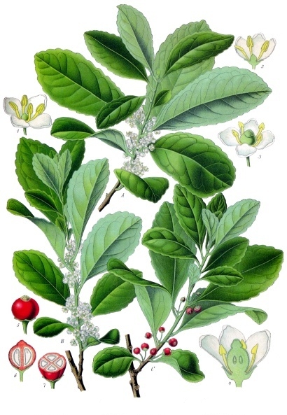 Ilex paraguariensis yerba mate