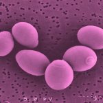 Microrganismi del mosto saccharomyces cerevisiae