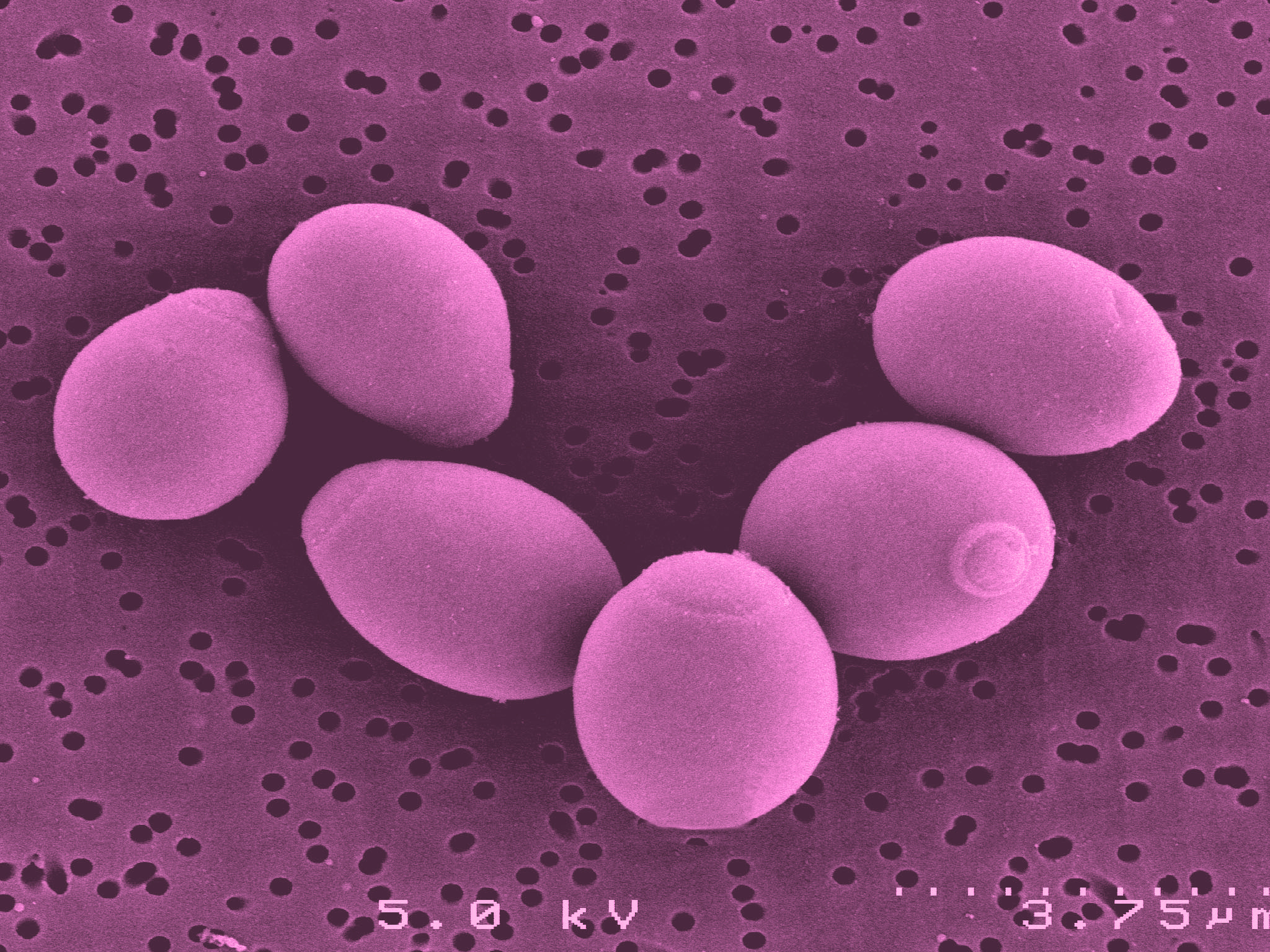 Microrganismi del mosto saccharomyces cerevisiae