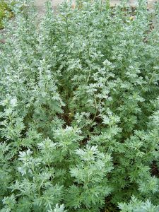 Artemisia_Absinthium Assenzio pianta