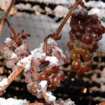 Icewine Eiswein vini di ghiaccio