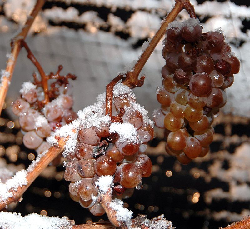 Icewine Eiswein vini di ghiaccio