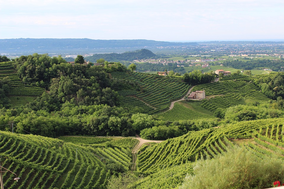 Terroir del vino