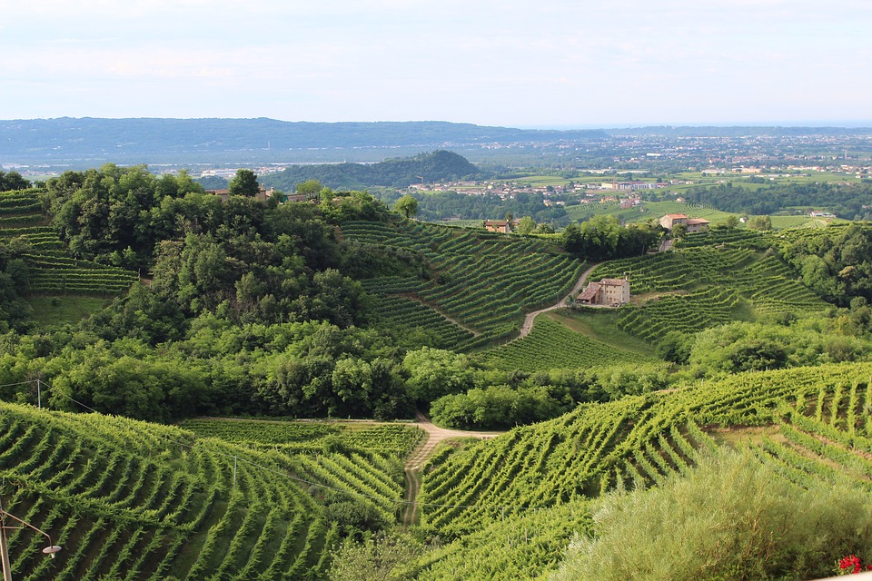 Terroir del vino