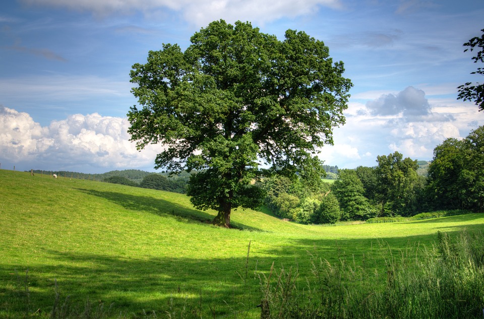 Quercia albero rovere