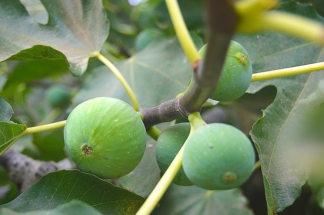 Pianta di fico