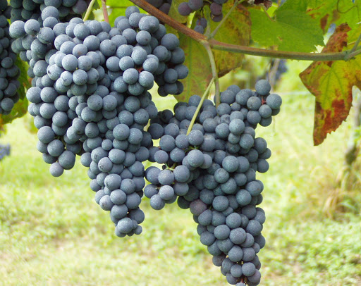 Nebbiolo uva