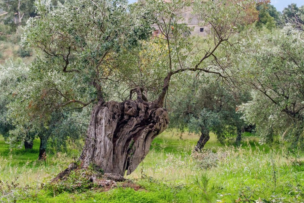 Albero ulivo