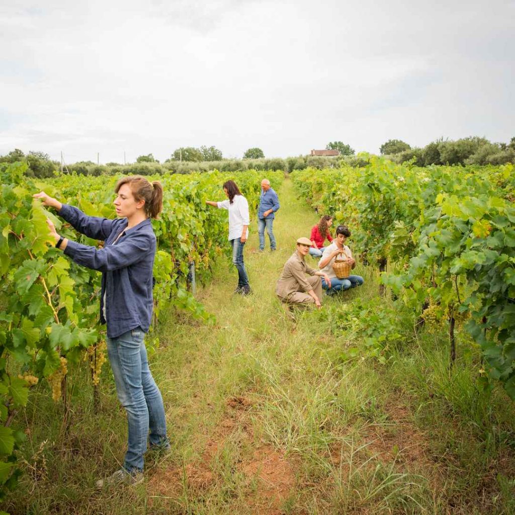 Azienda Agricola Maradei Saracena (Cs)