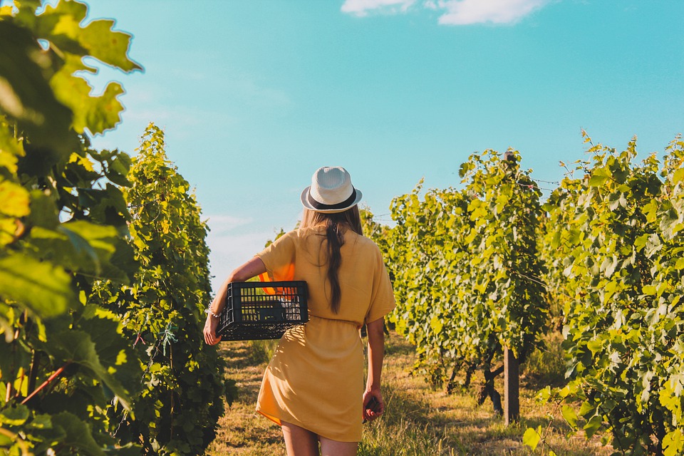 Donna in vigna woman in vineyard