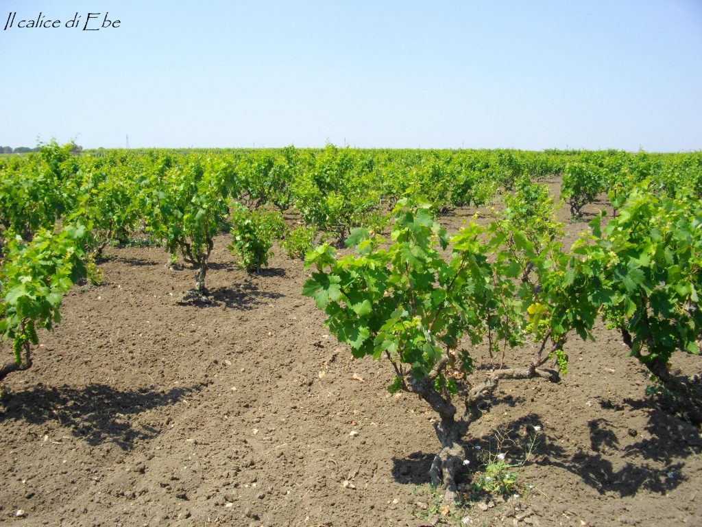 Sistema di allevamento ad alberello del primitivo di Manduria