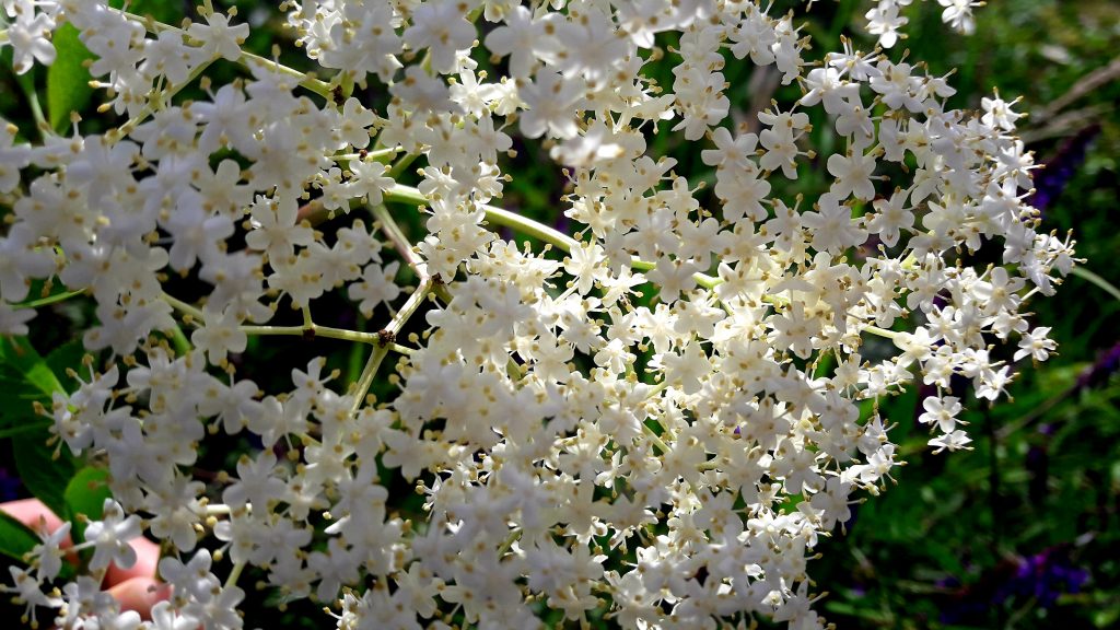 Fiori di sambuco