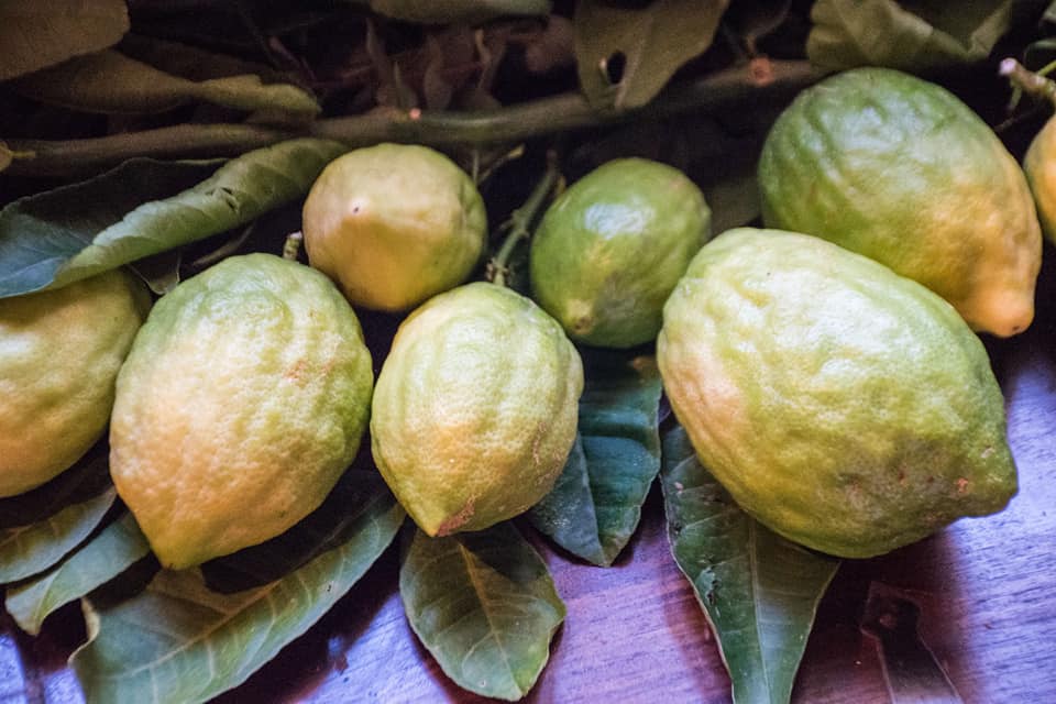 Cedro Citrus Medica