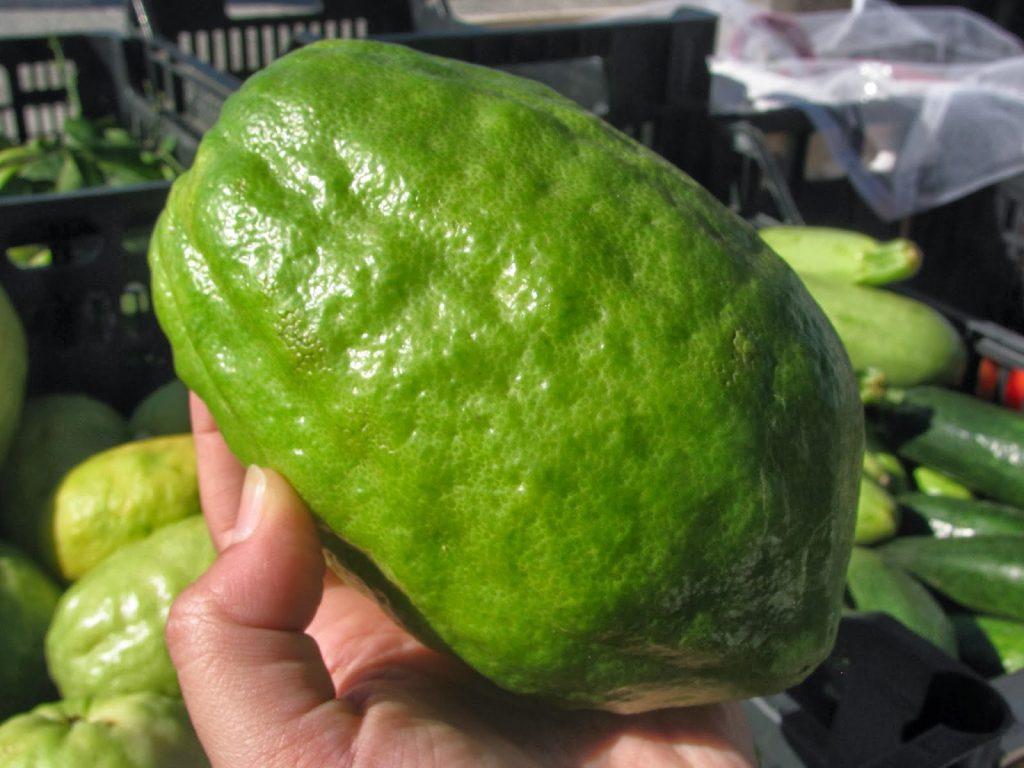 Cedro varietà Liscio di Diamante