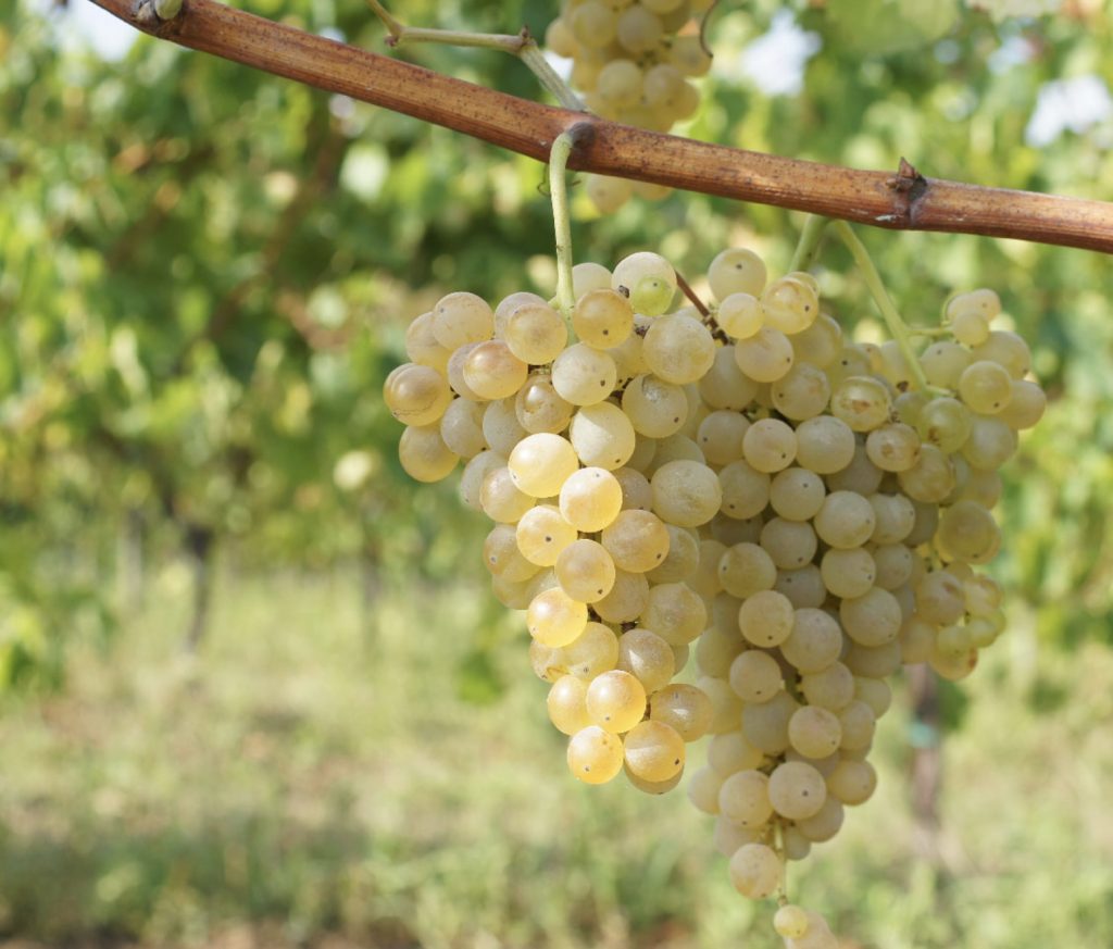 Pallagrello bianco uva