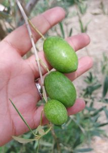 'Bella di Cerignola' olive
