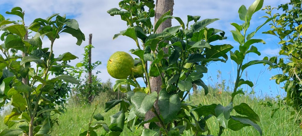 Pianta di bergamotto