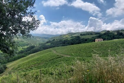 Terre di Cosenza vigneto Tenute Paese