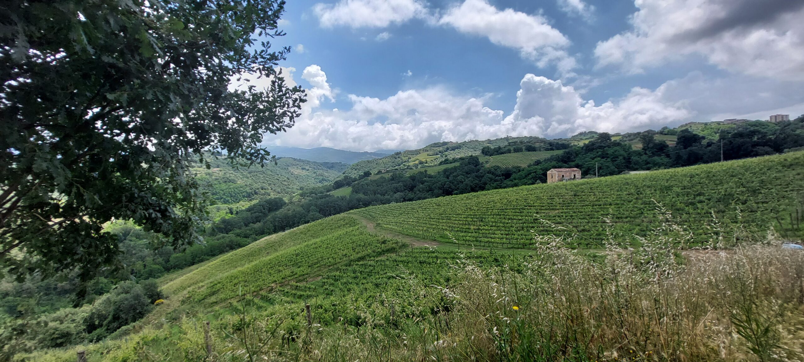 Terre di Cosenza vigneto Tenute Paese