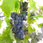 Magliocco uva grappolo