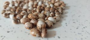 Itinerari enogastronomici in Calabria La Riviera degli Oleandri