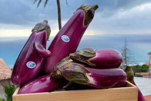 Itinerari enogastronomici in Calabria: La Riviera degli Oleandri